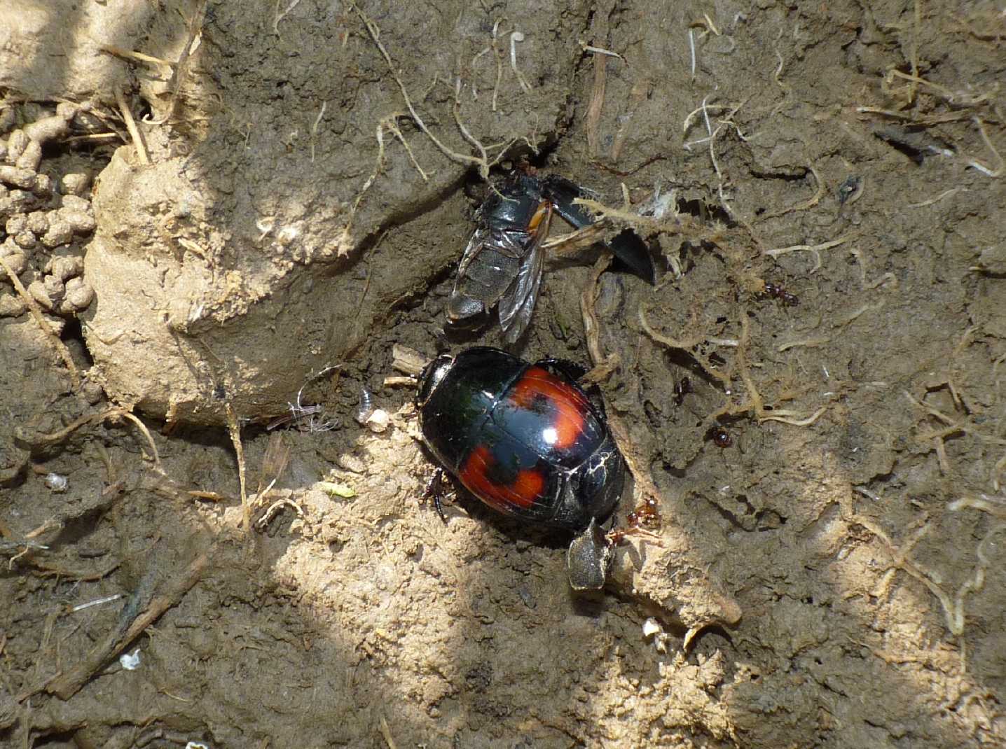 Hister sp. con preda (Elateridae)?